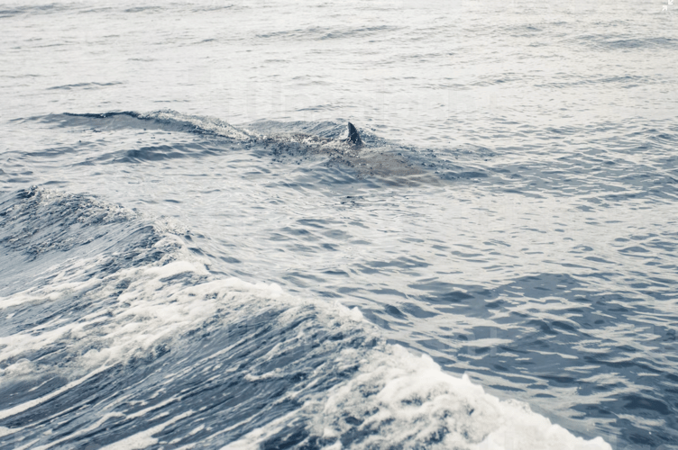 Dolphin