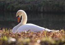 Nesting season for country park swans begins