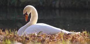 Nesting season for country park swans begins