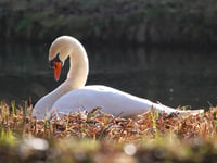 Nesting season for country park swans begins
