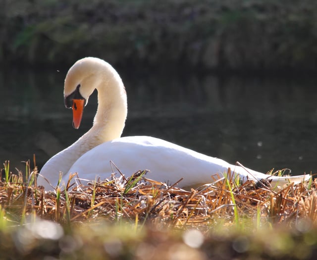 Nesting season for country park swans begins