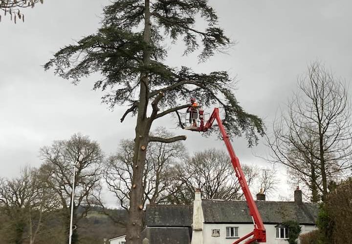 Doddi tree