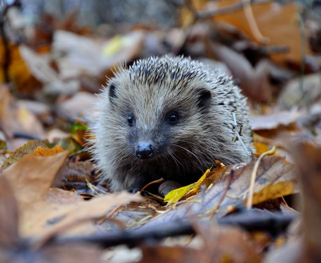 Town council to help provide highways for hedgehogs