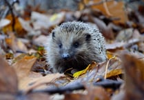 Town council to help provide highways for hedgehogs