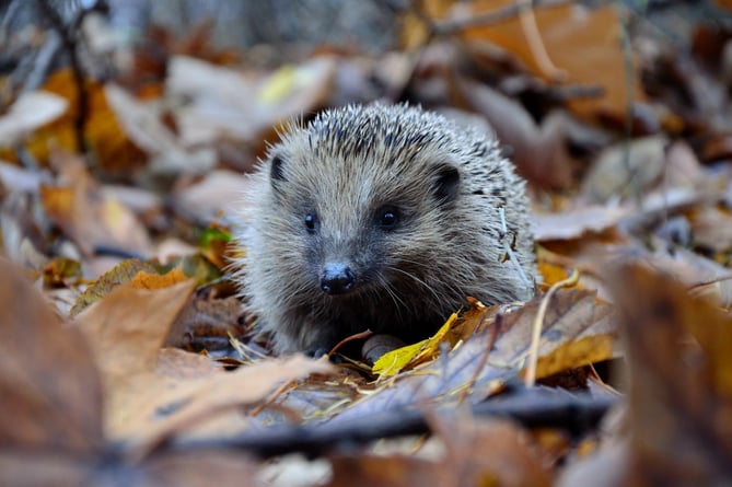hedgehog stock image