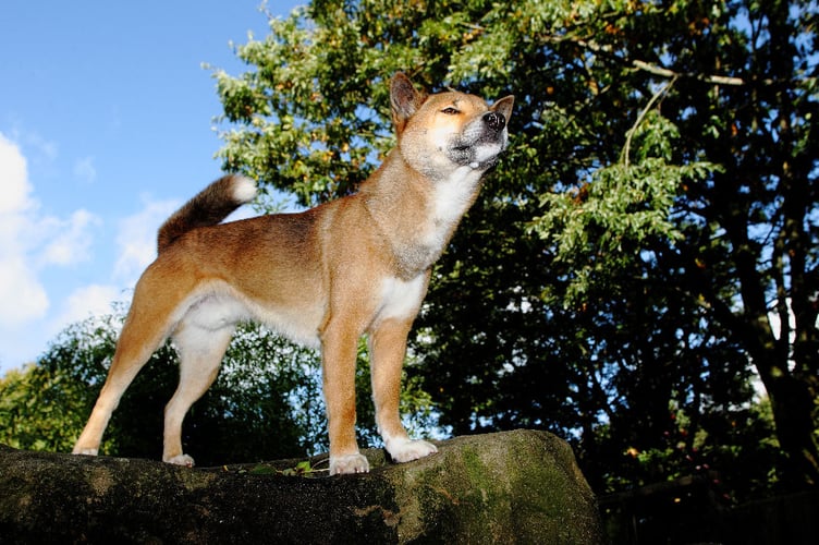 Kota, the New Guinea Singing Dog, has sadly died at Exmoor Zoological Park 
Pictuire: Zoo archive March 2023