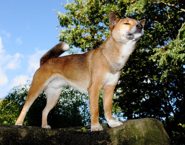 Kota, the New Guinea Singing Dog, has sadly died at Exmoor Zoological Park
Pictuire: Zoo archive March 2023