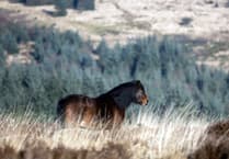 Natural England makes statement on the past, present and future of Dartmoor