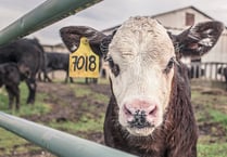 Staying safe around cattle this Easter