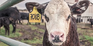 Staying safe around cattle this Easter