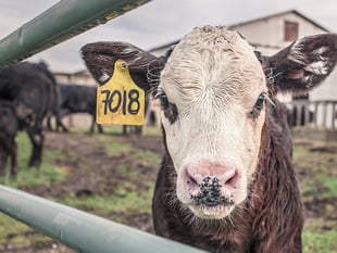 Staying safe around cattle this Easter