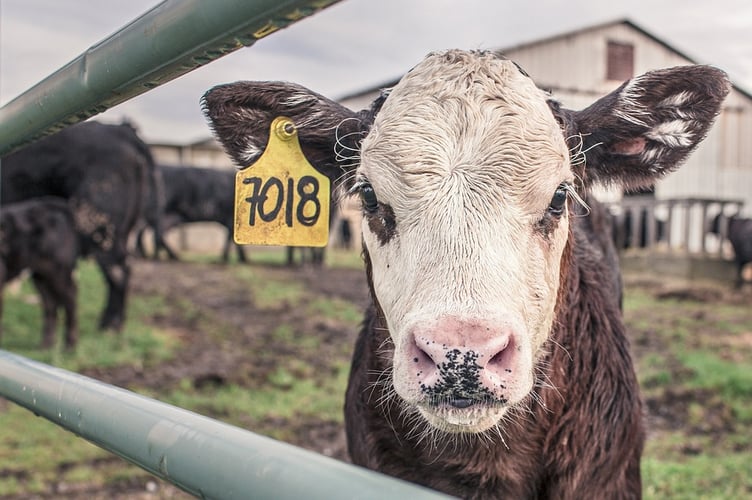 Cattle