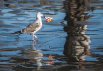 Stormy weather brings pollution across Teignbridge coast