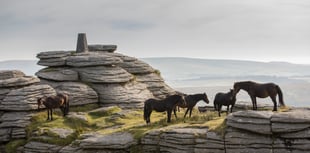 Dartmoor charity hosts free guided walks at Bellever
