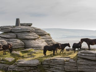 Dartmoor farming inquiry agreed