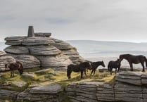 Dartmoor Pony Heritage Trust appoints new chief executive