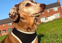 Elvis the miniature Dachshund ‘rocks up’ to join crime busting team...