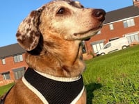 Elvis the miniature Dachshund ‘rocks up’ to join crime busting team...