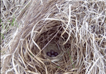 DNPA urges dog walkers to look out for bird life