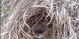 DNPA urges dog walkers to look out for bird life