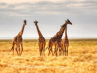 Giraffes can't dance?