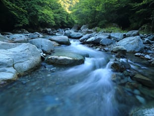 Dog still missing after falling into River Bovey