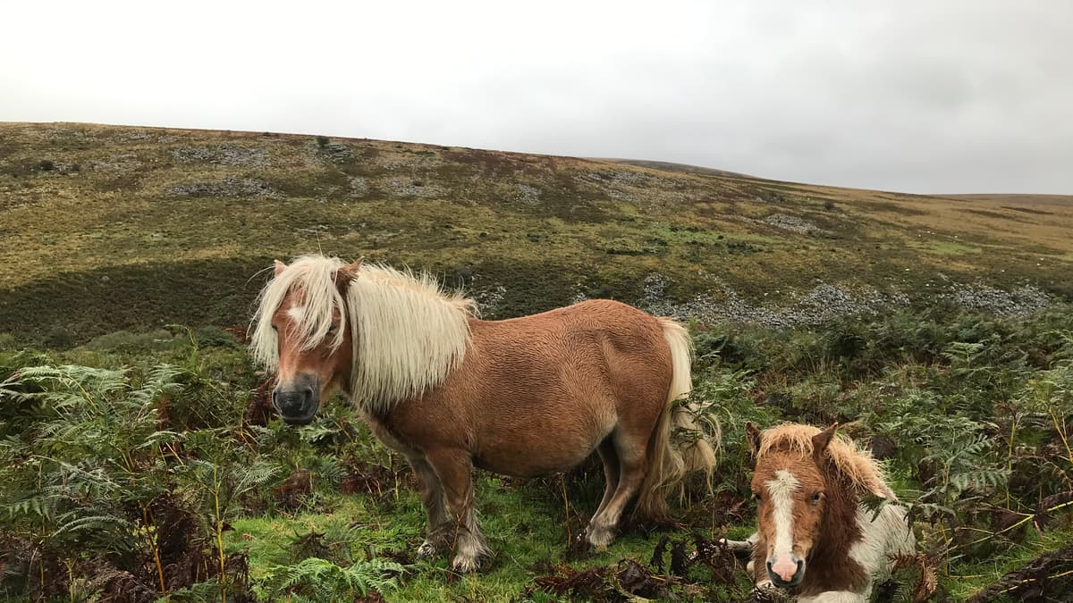 Unique Dartmoor ponies are in peril middevonadvertiser.co.uk