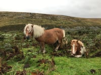 Unique Dartmoor ponies are in peril