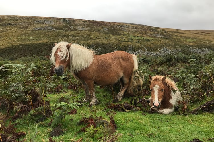 Dartmoor Pony