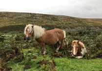 Unique Dartmoor ponies are in peril