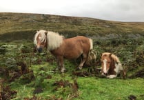 Unique Dartmoor ponies are in peril