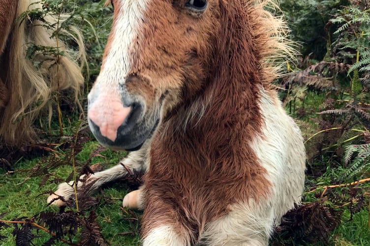 Dartmoor Pony