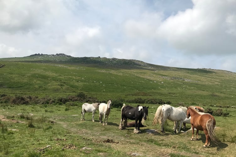 Dartmoor ponies