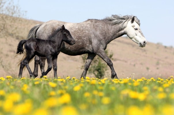 The Dartmoor Hill Pony Association