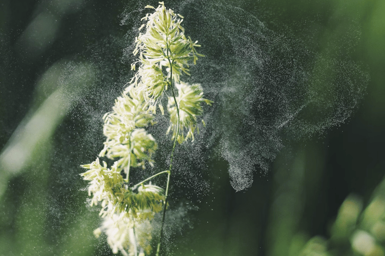 Pollen