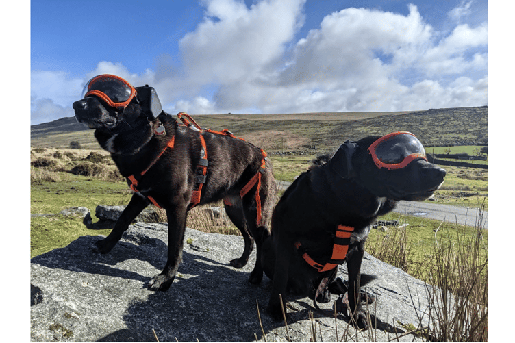 Amber and Binnie are pictured showing off their new doggles, harnesses and ear muffs paid for by their generous Facebook followers,
