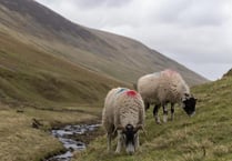 NFU deputy chair shares his concerns on the future of Dartmoor farming