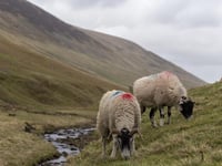 NFU deputy chair shares his concerns on the future of Dartmoor farming