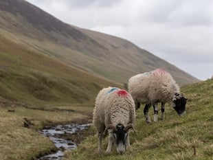 NFU deputy chair shares his concerns on the future of Dartmoor farming
