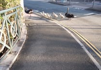 Swan family helped across main road 