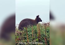Shock as a wild wallaby is spotted in Devon