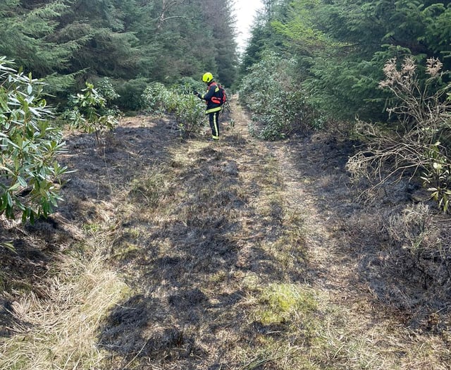 Discarded bottle suspected to have sparked fire in forest