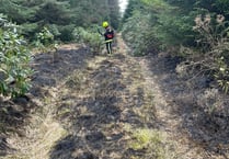 Discarded bottle suspected to have sparked fire in forest