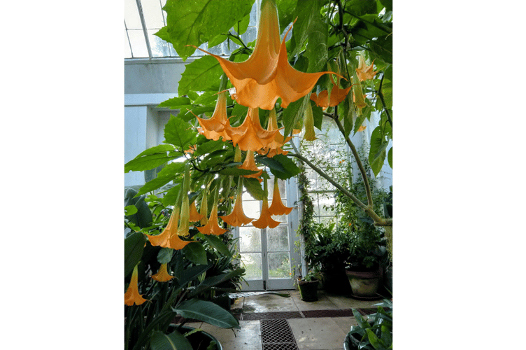The fruit – and blooms of their hard work to make the Orangery a delightful place to visit.