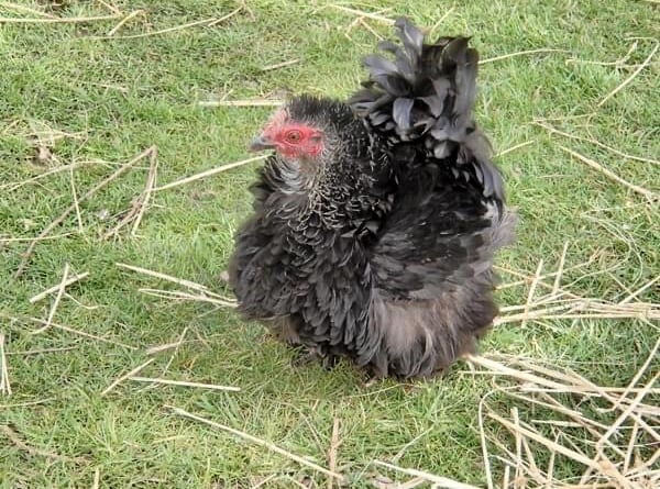 Peggy, the Black Frizzle hen who was stolen from a garden at Coppletone at 8.30pm on Easter Monday, April 10.