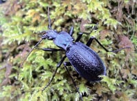 Charity wants you to find rare beetle only found in Devon
