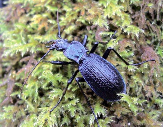Charity wants you to find rare beetle only found in Devon