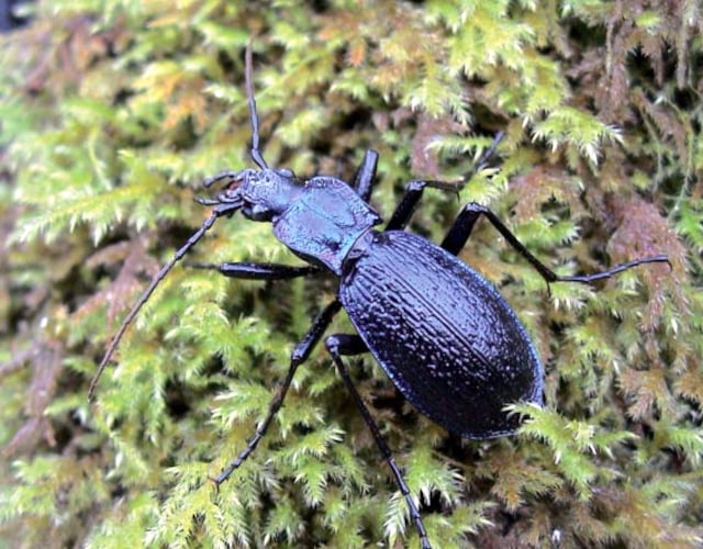 Beetle