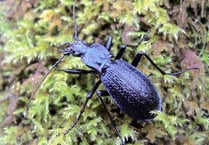 Charity wants you to find rare beetle only found in Devon