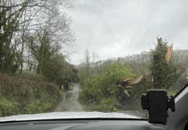 Multiple fallen trees cause disruptions in Dunsford area
